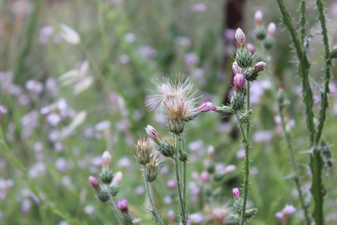 Plant Image
